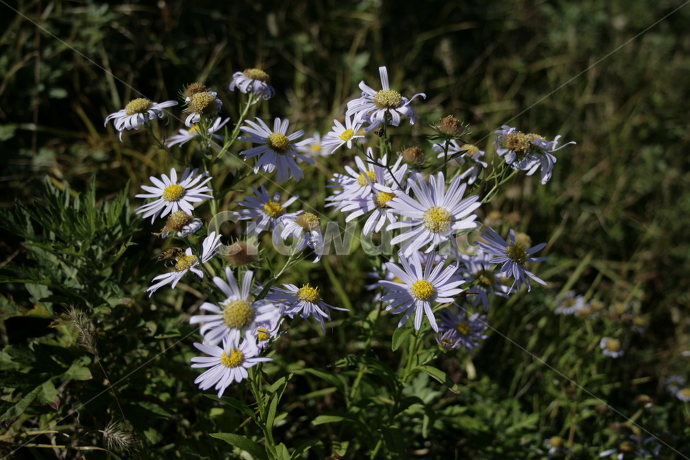 꽃,flower,식물,plant,가을