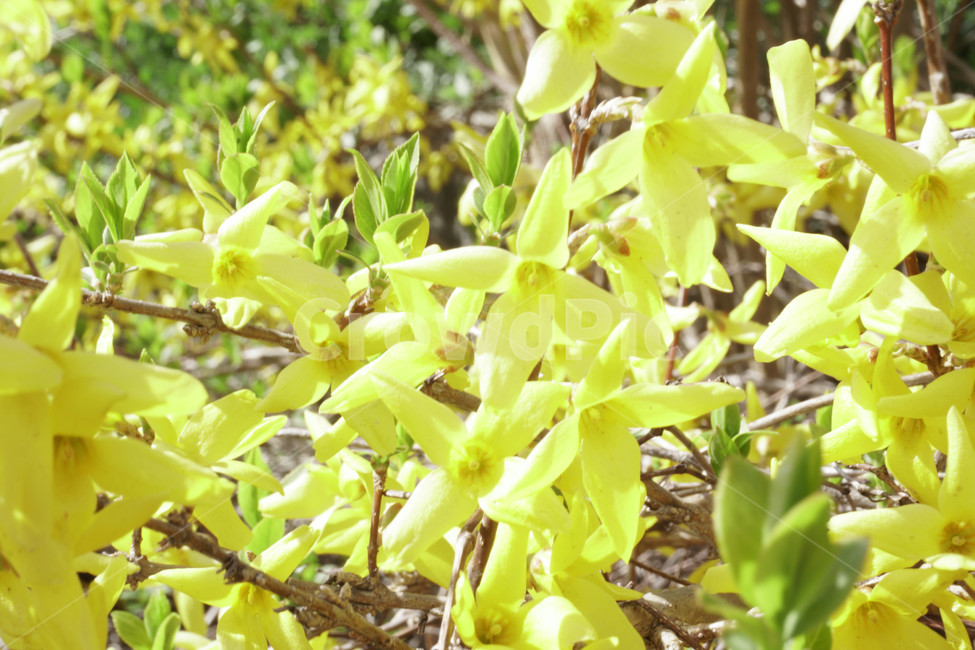 평화로운,플로라,아름다운,한국봄꽃,계절별,선명한,식물,나무,아름다움,꽃무늬,봄,따뜻한,한국개나리,푸른,골든벨개나리,꽃,꽃잎,봄꽃,노랑,개나리