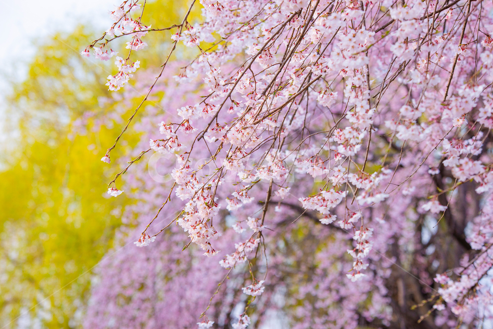 봄,벚꽃,벚나무,자연,풍경,꽃,식물,봄,계절,spring,season,식물,자연,plants,nature,꽃,flower,plant,blossom