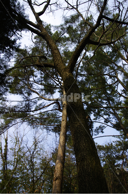 나무,식물,plant,tree,나무줄기
