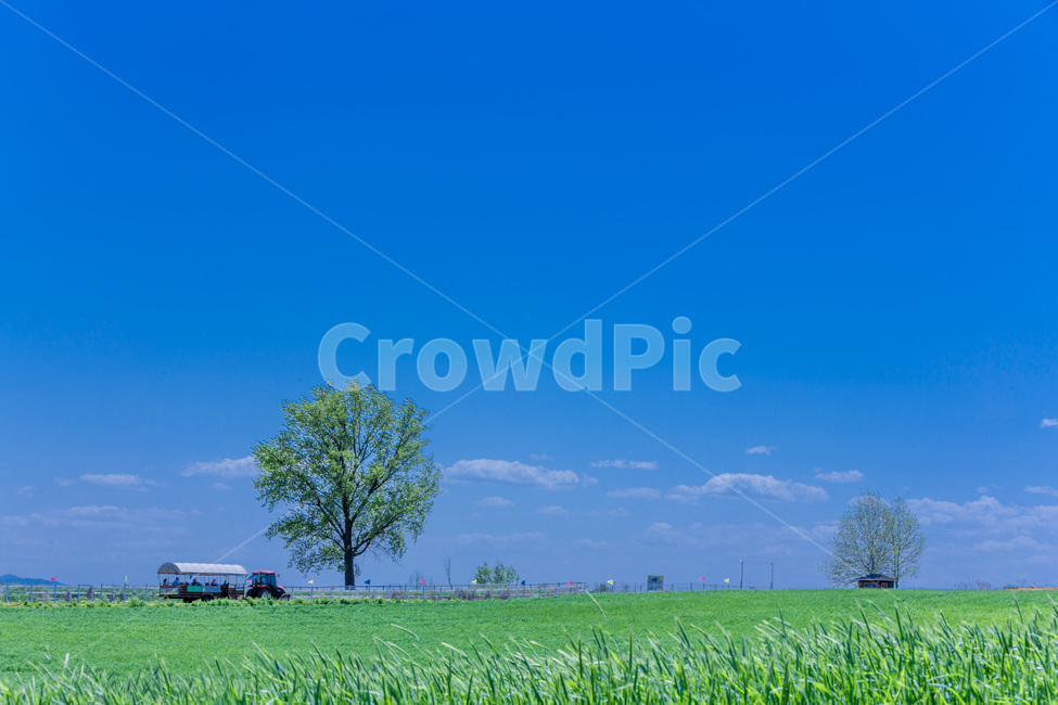 마차,추억,하늘,청보리,감성,자연,풍경,nature,landscape,시골,마을,country,rural,town,outdoors,옥외,grass,잔디,plant,식물,field,들