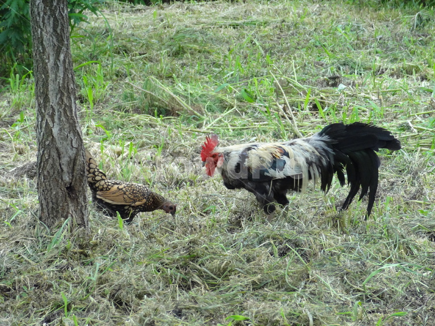 chicken,치킨,bird,새,animal,동물,가금류,부부,couple,풀,식사,동물,animal,조류,새,birds