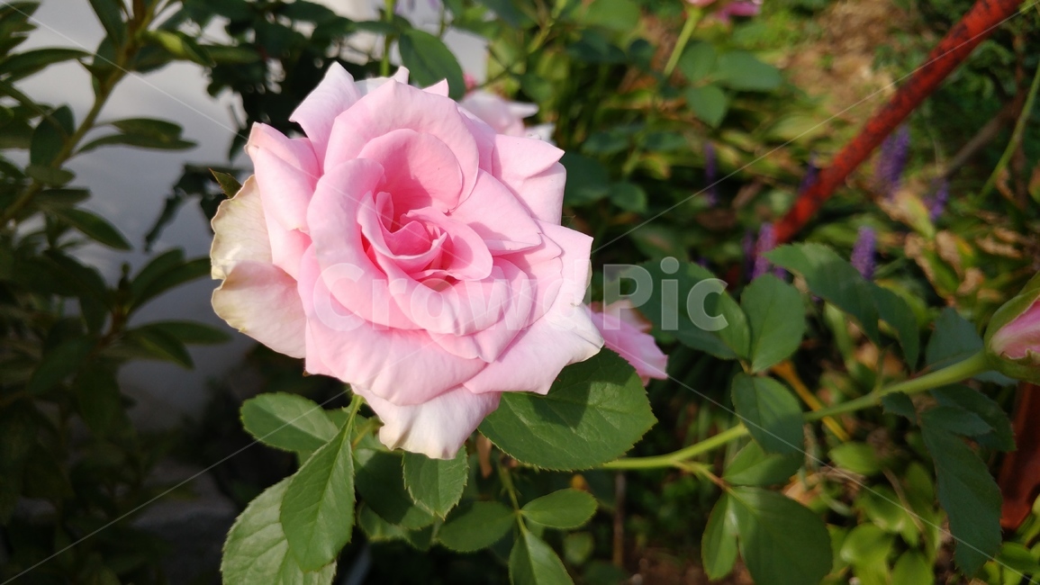 가을,꽃,자연,정원,초록,식물,자연,plants,nature,꽃,flower