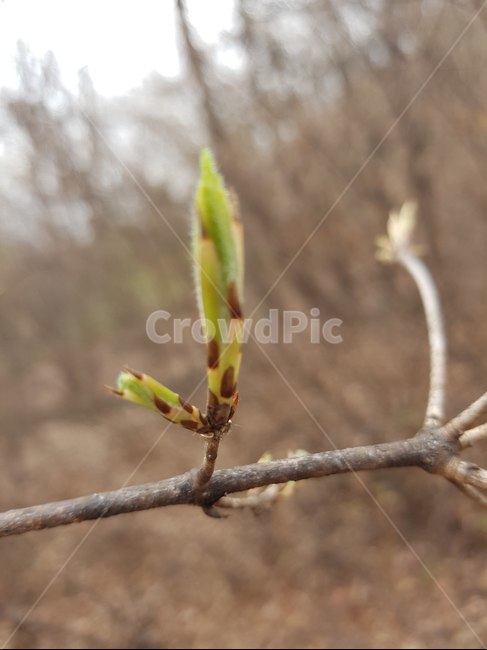 봄,봉우리,싹틈,연두,나무가지,생명,생기,spring,buddingflower,yellowgreen,branch,life,liveness,봄,계절,spring,season,식물,자연,plants,nature,plant