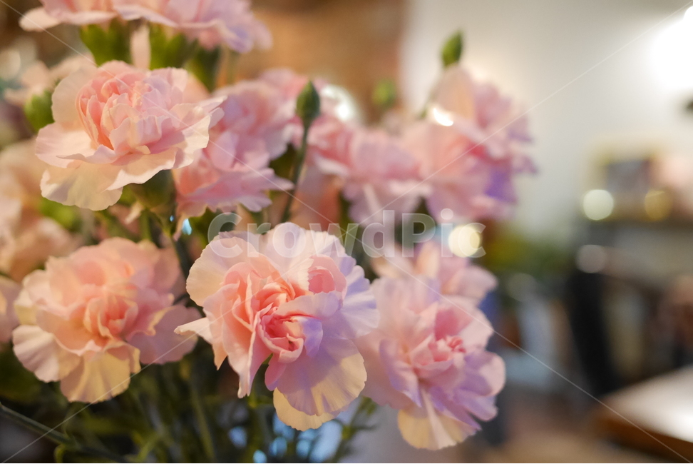 꽃,화분,화병,장미,장미꽃,꽃꽂이,flower,꽃,flower,실내용화초,화분,화초,house plant,인테리어,실내디자인,interior design