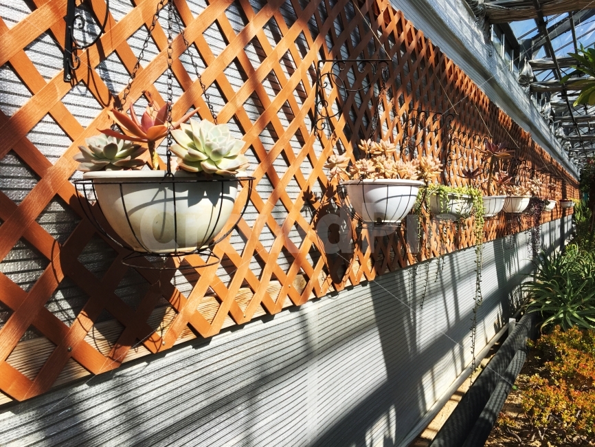 꽃,화분,분위기,그림자,빛,식물,자연,plants,nature,꽃,flower