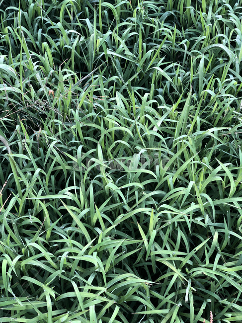 풀,자연,패턴,초록,녹색,잔디,식물,자연,plants,nature