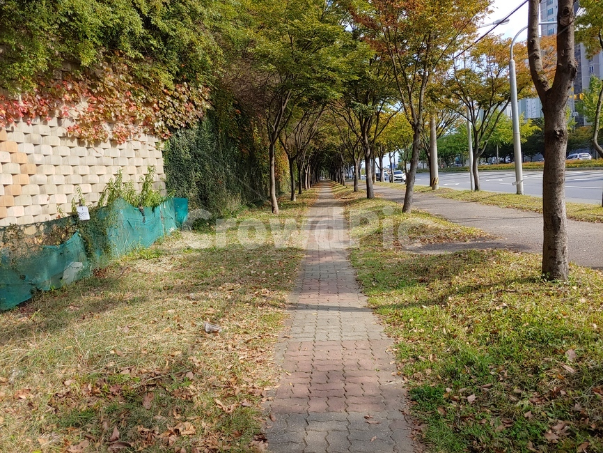 통로,tree,나무,plant,path,식물,가을,계절,fall,autumn,season