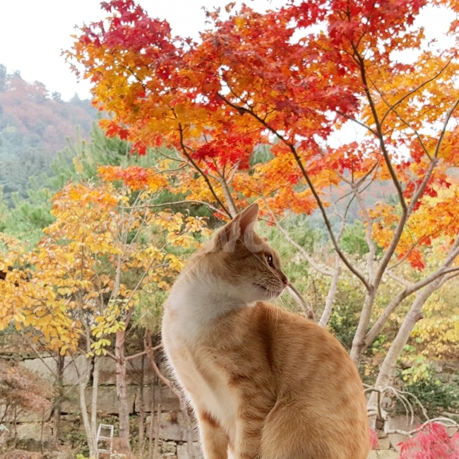동물,고양이,자연,단풍,가을,힐링,낙엽,길냥이,초겨울,늦가을,반려묘,반려동물,전원,전원주택,전원생활,산,nature,animal,cat,가을,계절,fall,autumn,season,동물,animal,포유류,mammal,tree,나무,plant,식물,leaf,잎,maple