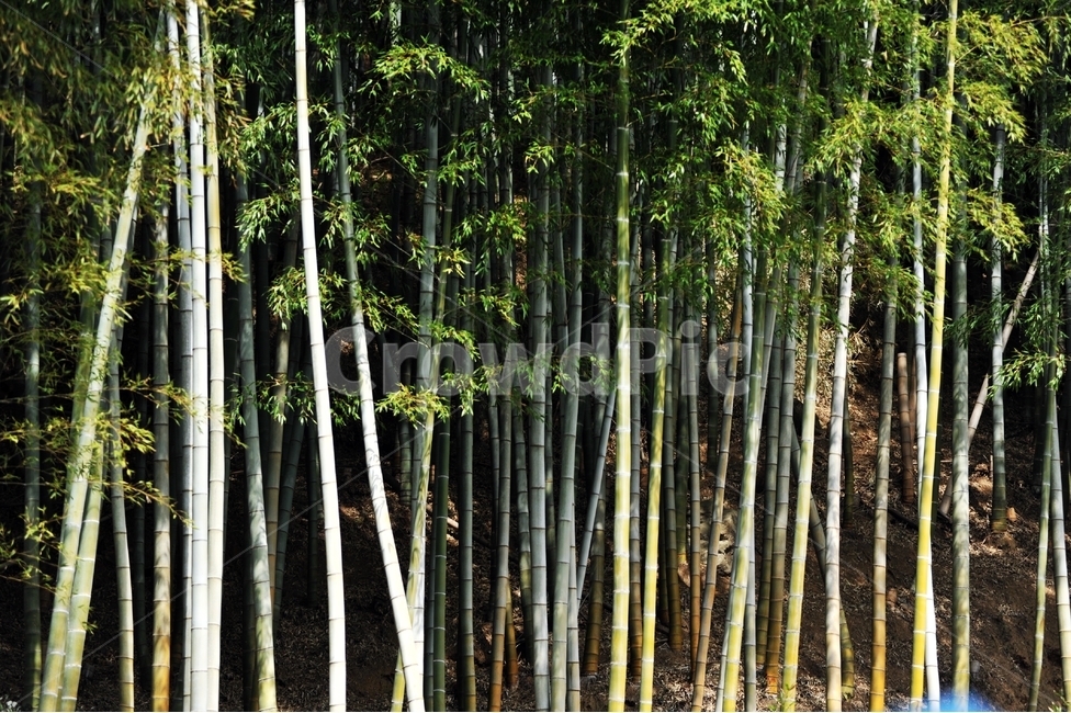 대나무,사철나무,초본식물,식물,배경사진,내나무잎,약용식물,자연,풍경,nature,landscape,식물,plants,나무,trees,wood,plant