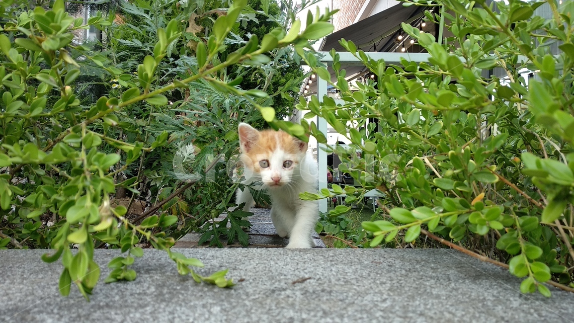 살금살금,살금,조심,경계,고양이