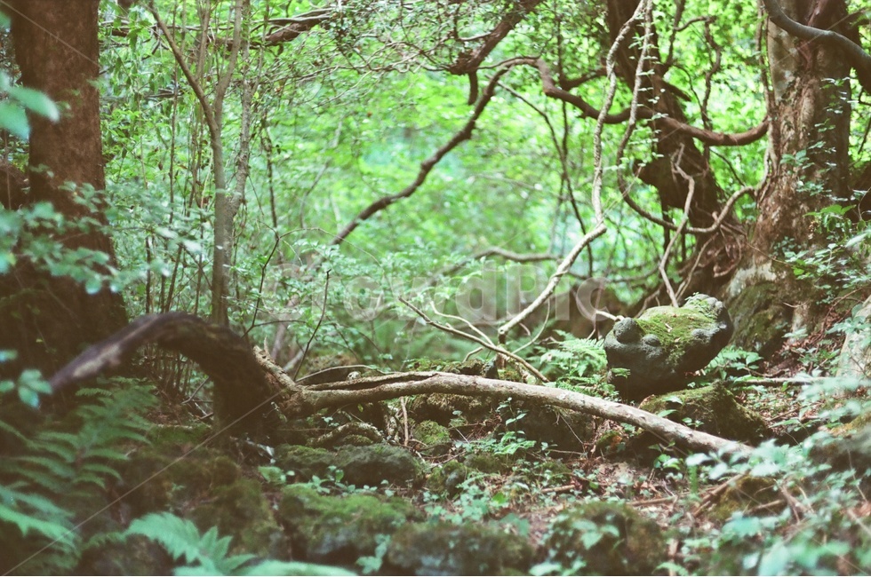 필름,숲,제주,숲속,나무,자연,풍경,nature,landscape,plant,식물,tree