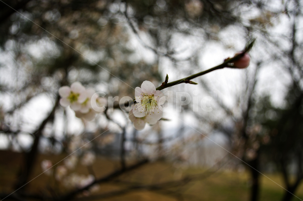 식물,plant,자연,nature,꽃,flower,매화,봄,spring,계절,식물,자연,plants,nature,꽃,flower