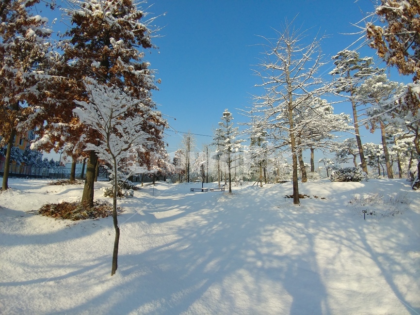 겨울,겨울왕국,겨울나라,눈,나무,파란하늘,단풍나무,숲,겨울,계절,winter,season,자연,풍경,nature,landscape,tree,plant,식물,fir,전나무,conifer,구과 식물