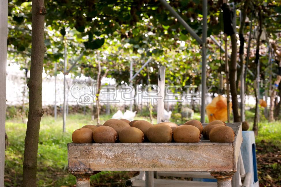 키위,골드키위,과일,제철과일,키위주스,신선,키위농장,나무,농장,열매,kiwi,fruit,gold,green,yellow