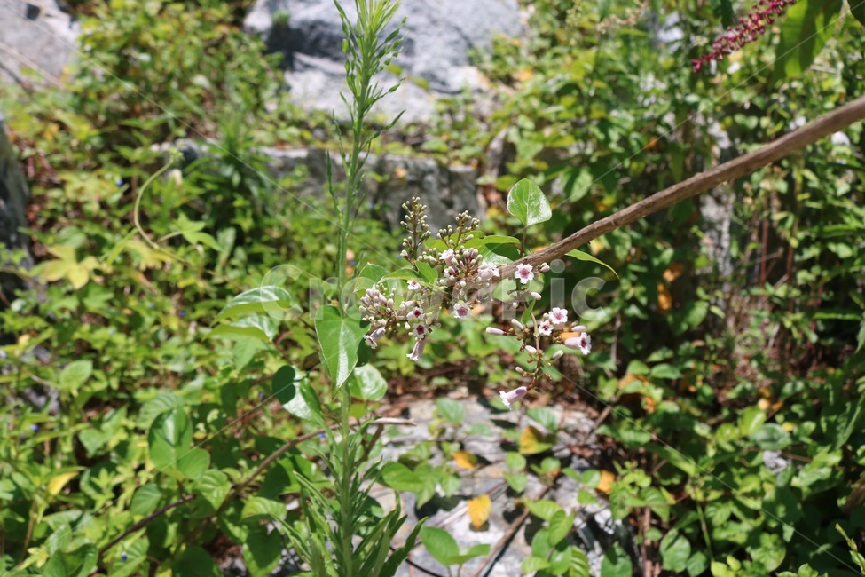 여름,자연,식물,꽃,초록,분홍,흰색,노랑,summer,natsu,nature,plants,shokubutsu,flower,hana,green,midori,pink,pinku,white,shiro,yellow,kiiro,식물,자연,plants,nature,꽃,flower