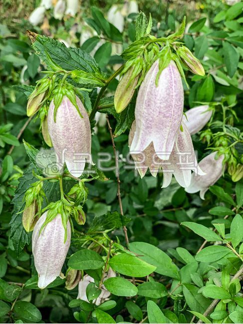 섬초롱꽃,꽃,초롱꽃,흰꽃,연보라꽃,flower