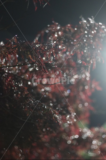 야경,우중,단풍,붉음,보케,가을,계절,fall,autumn,season,식물,자연,plants,nature,lighting,조명,tree,나무,christmas tree,크리스마스 트리,ornament,장식,plant