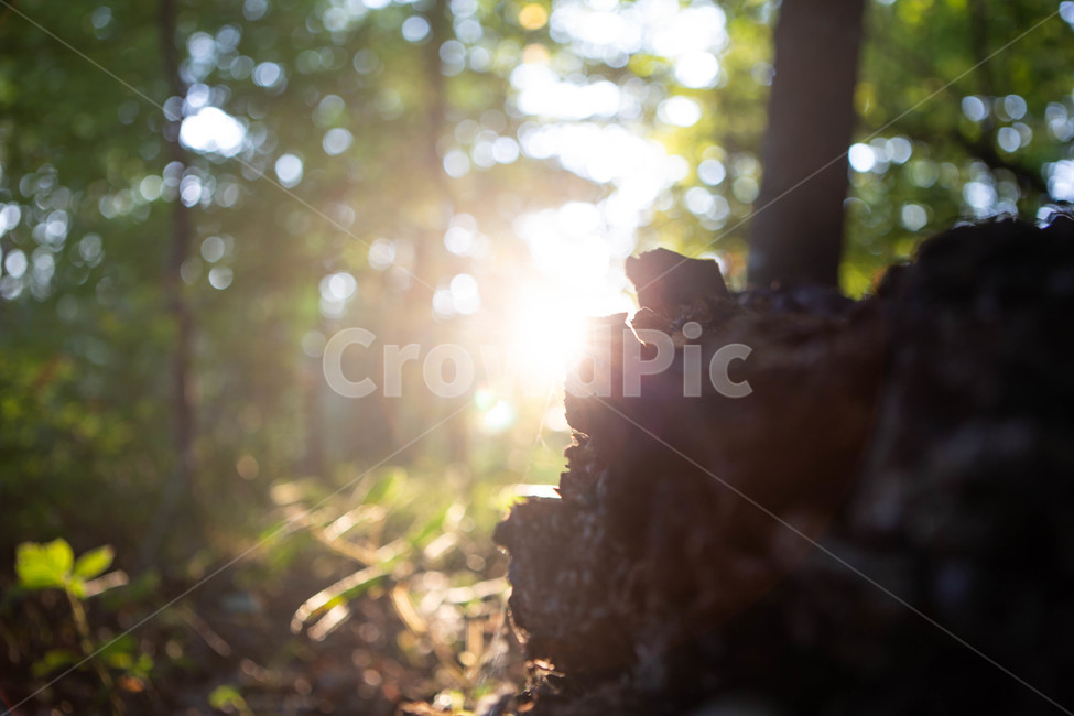 light,flare,플레어,숲,자연,경관,경치,배경,풍경,나무,흙,땅,빛,햇빛,긍정,평온,평화,밝은,sunny,weather,forest,leaf,plant,tree