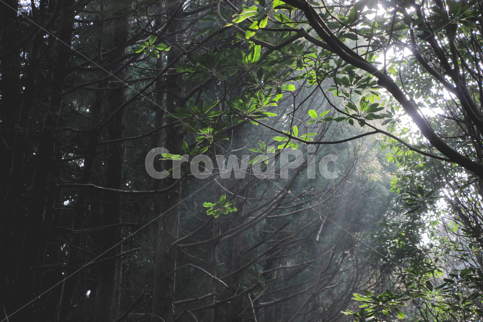 숲,풍경,빛,감성,색감,식물,자연,plants,nature,나무,trees,wood,휴식,힐링,rest,relaxation,healing