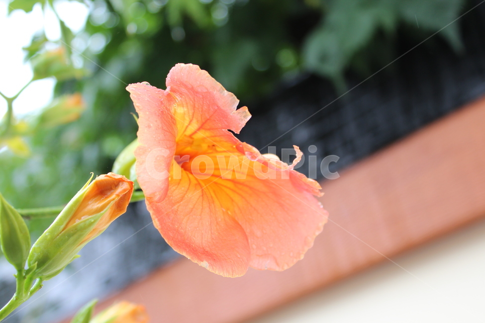 꽃,비,flower,주황,감성,식물,자연,plants,nature,꽃,flower