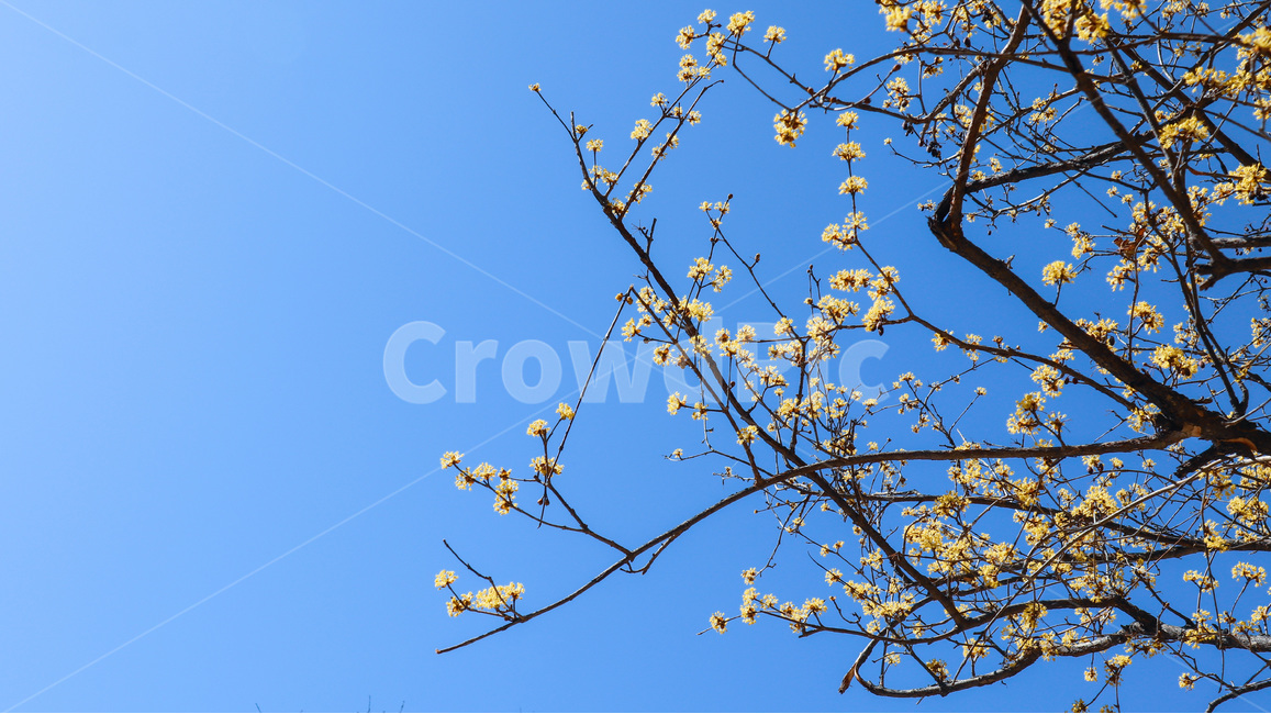 산수유,산수유나무,산수유꽃,노란색꽃,노랑꽃,노랑꽃나무,새순,봄소식,겨울나무,꽃순,꽃나무,나무,나뭇가지,나무가지,봄,봄날,화단,봄꽃,자연,식물,공원,계절,plant,nature,flower,spring,season,yellow,노랑,노란
