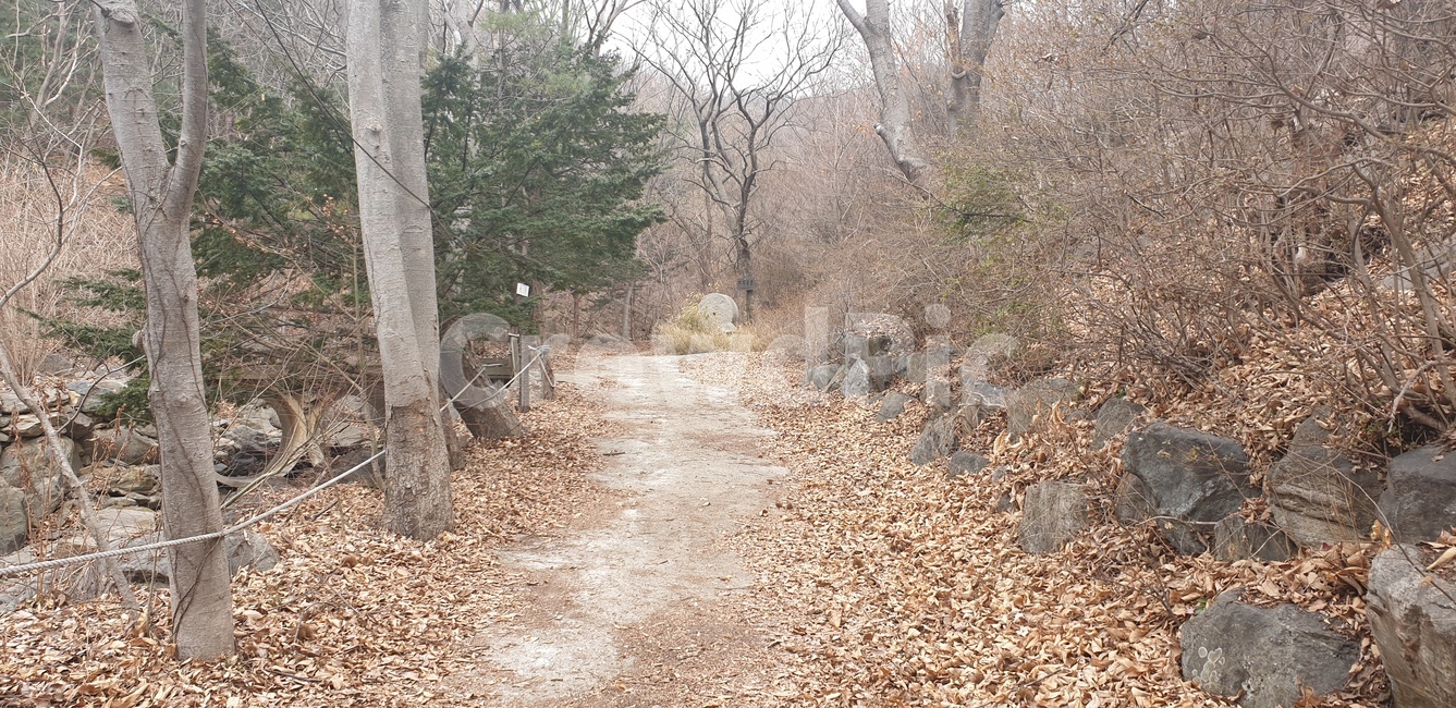 겨울숲,숲,숲길,겨울숲길,나무,겨울나무,자연,풍경,nature,landscape,dirt road,흙길,road,도로,gravel,자갈,ground,바닥