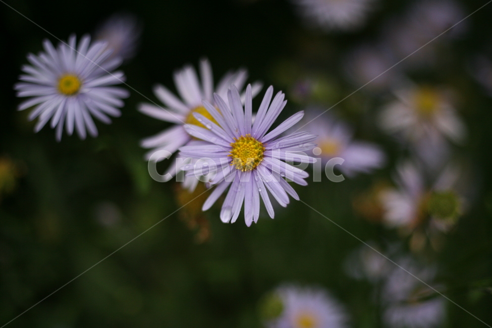 꽃,가을,접사,plant,식물,blossom,daisy,daisies,데이지,flower,식물,자연,plants,nature,꽃,flower
