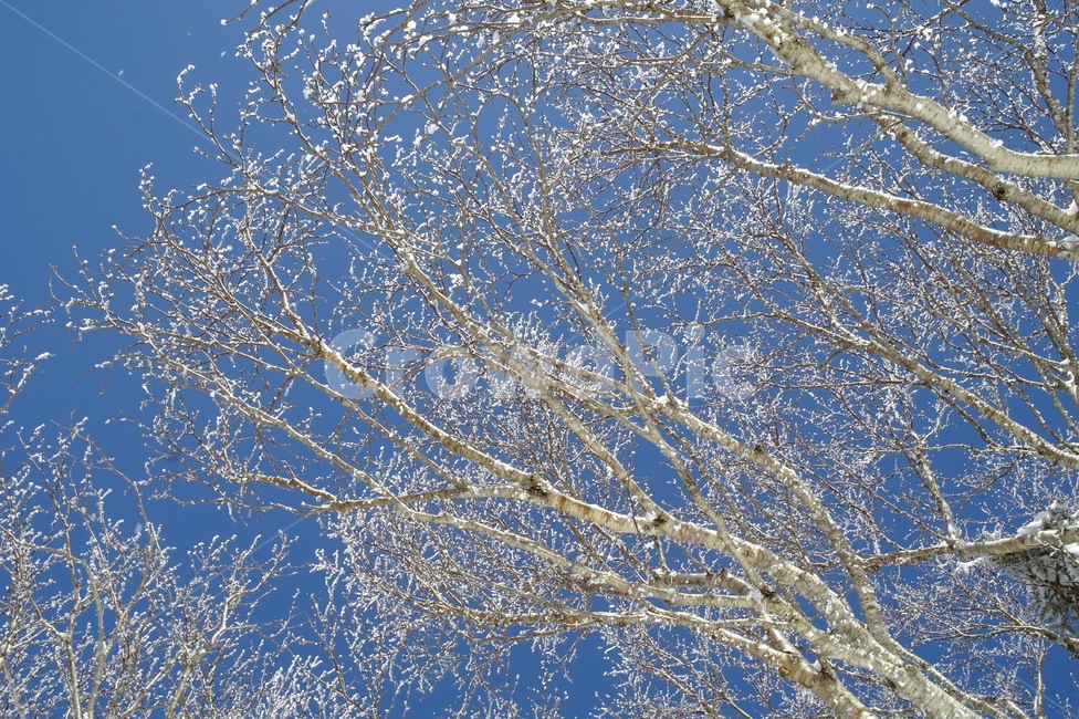 tree,겨울,winter,눈,sky,하늘,plant,겨울,계절,winter,season,식물,자연,plants,nature,나무,trees,wood