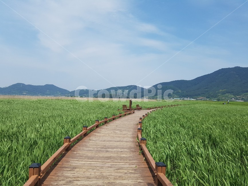 풍경,자연,갈대,파란하늘,길,산