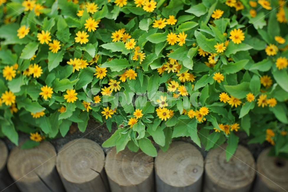 꽃,flower,풍경,landscape,자연,봄,spring,season,생동감,fresh,nature,감성,식물,자연,plants,nature,꽃,flower