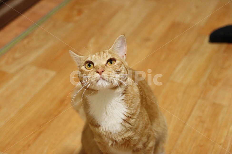 고양이,캣,코숏,코리아숏헤어,반려묘,반려동물,동물,치즈코숏,노란고양이,집고양이,길고양이,cat,동물,animal,포유류,mammal,고양이,cat,kitten,kitty