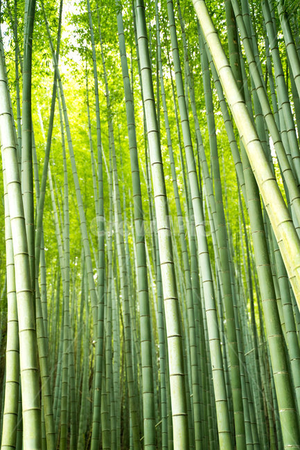 대나무,대나무숲,초록,background,여름,보성,자연,nature,풍경,바람