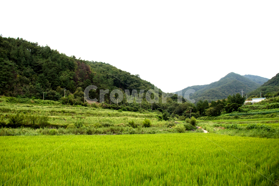 하늘,sky,옥외,nature,자연,land,땅,산,나무,경치,자연경관,자연경치,mountain,mountains,tree,grassland,목초지,field,들,outdoors,paddyfield,패디필드,countryside,시골,시골경관,시골경치,들판,lawn,밭,논,자연배경,farm,ricepaddy,scene,natureview,잔디밭,자연,풍경,nature,landscape