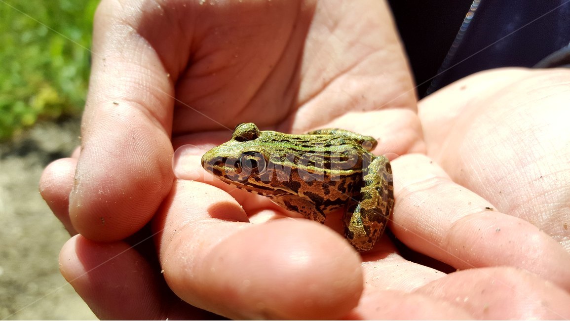 개구리,개굴개굴,시골,농사,동물,동물,animal,파충류,양서류,reptile,amphibian,사람,인물,인간,human,person,신체일부,몸,body