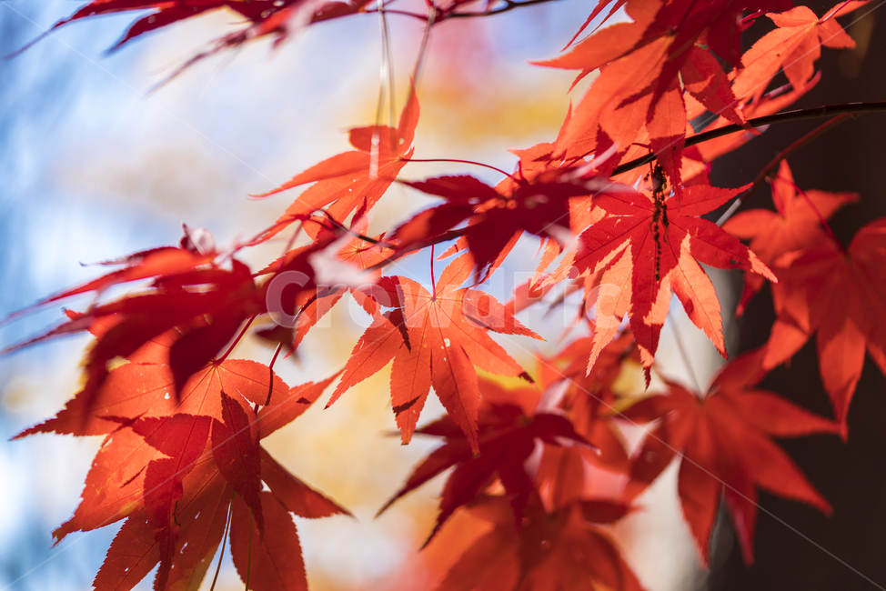 가을,단풍,매크로,낙엽,단풍잎,가을,계절,fall,autumn,season,leaf,잎,plant,식물,tree,나무
