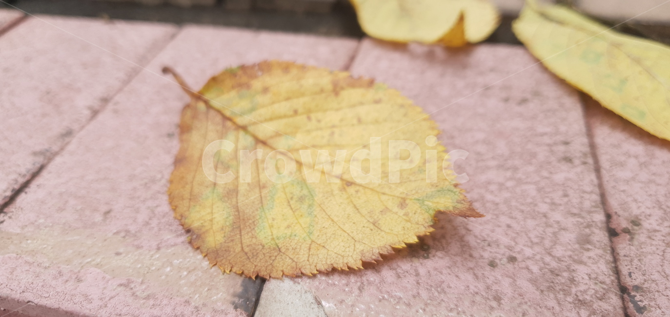 가을,낙엽,잎,leaf,plant,가을,계절,fall,autumn,season,식물,자연,plants,nature