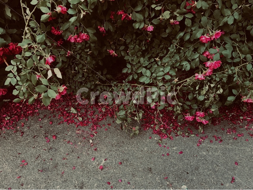 plant,식물,flower,꽃,장미,rose,falling,sad,슬픈풍경,식물,자연,plants,nature,꽃,flower