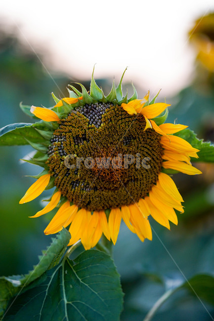 가을,상암,노을,공원,해바라기,스마일,식물,자연,plants,nature,꽃,flower