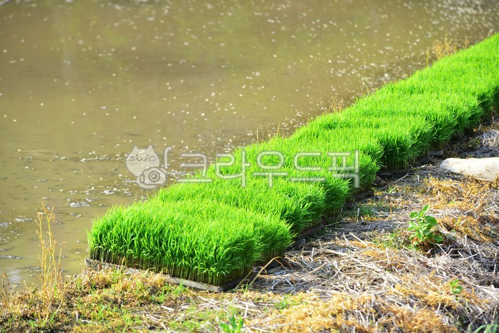 모판,모,모내기,모심기,모종,벼,농사,벼농사,논,rice,farming,agriculture