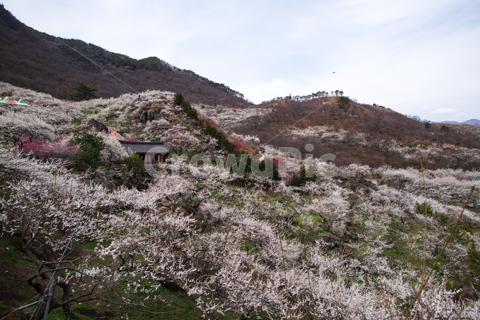봄꽃,매화,광양,꽃축제,흰매화,홍매화,꽃놀이,풍경,봄,계절,spring,season,자연,풍경,nature,landscape,slope,경사,plant,식물,outdoors,옥외,blossom,꽃,flower