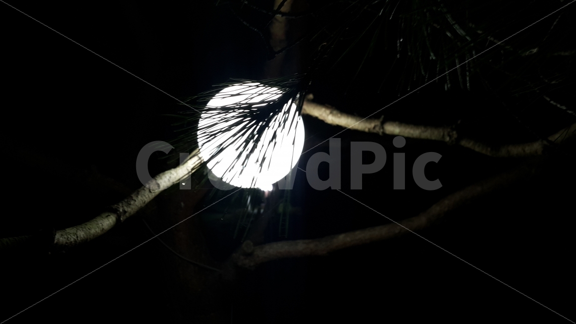 감성사진,솔잎,불빛,실루엣,그림자,밤,감성,자연,풍경,nature,landscape,야경,밤,nightscape,night,식물,plants