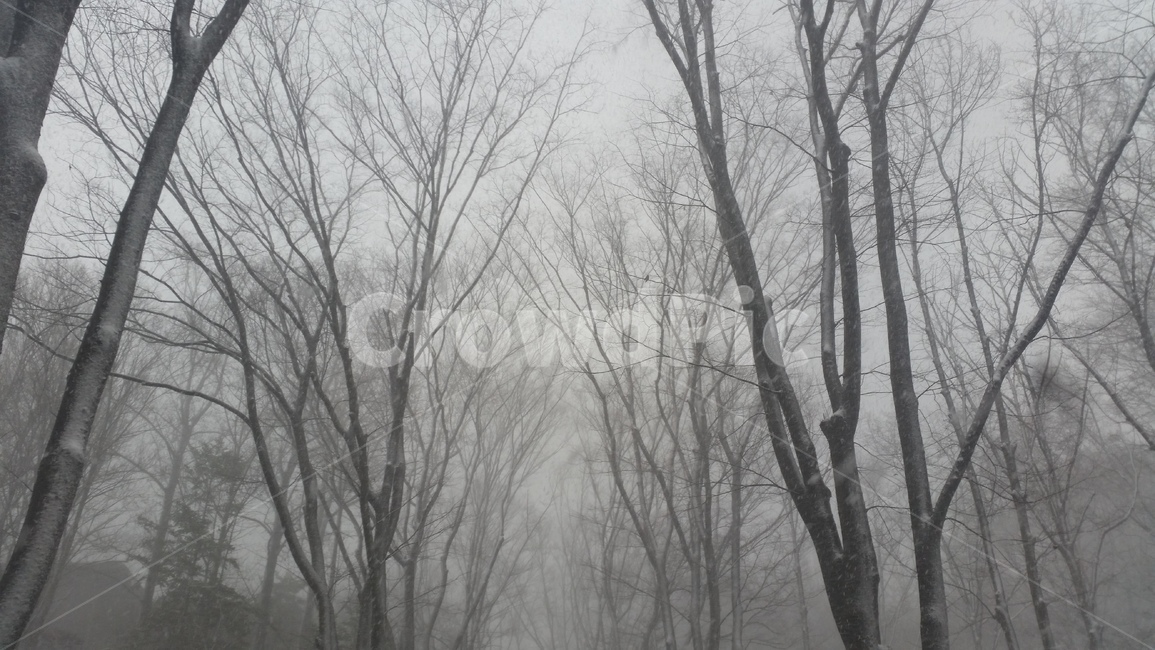 nature,자연,weather,날씨,outdoors,옥외,snow,눈,눈보라,나무,winter,겨울,겨울,계절,winter,season,자연,풍경,nature,landscape