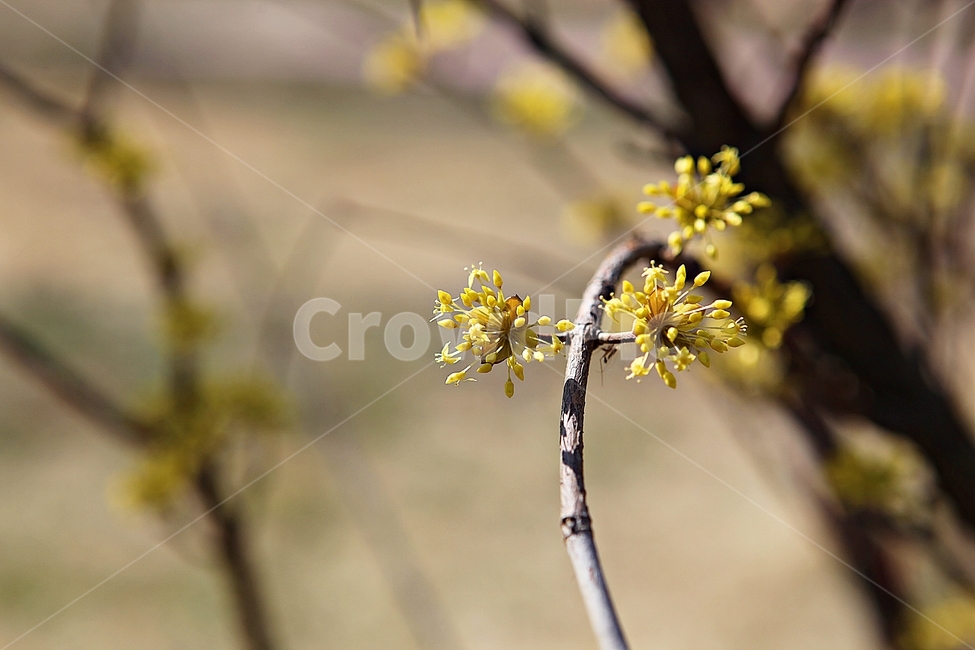 산수유,꽃,봄꽃,봄,꽃잎,식물,자연,봄,계절,spring,season
