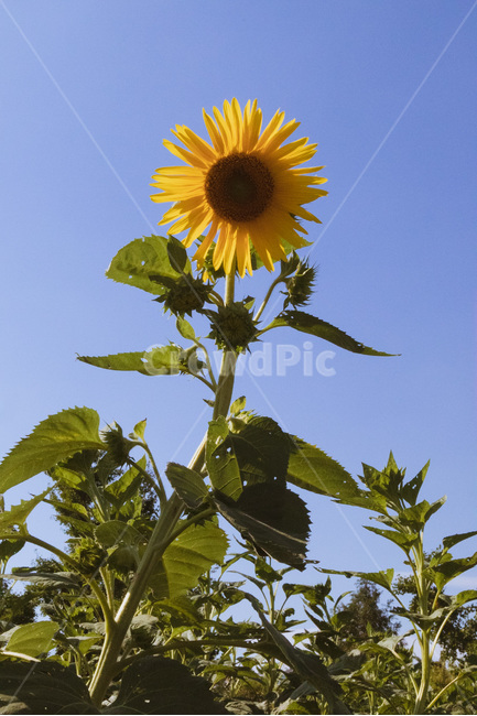 outdoors,옥외,nature,자연,flower,꽃,blossom,상동호수공원,plant,식물,해바라기
