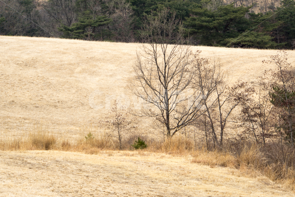 나무,들판,자연,풍경,풀,분위기,식물,자연,plants,nature,나무,trees,wood