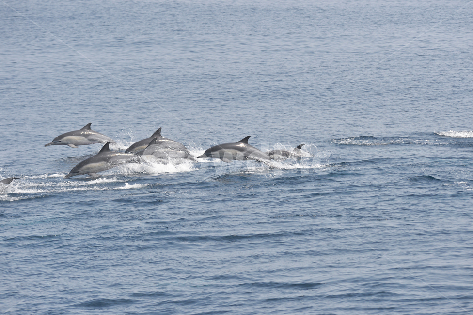 돌고래,참돌고래,동해,바다,고래,울산,Dolphin,commonDolphin,동물,animal,포유류,mammal