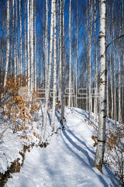 birch tree,snow mountain,forest,line of vision,nature,texture,hut,birch,snow field,hiking trail