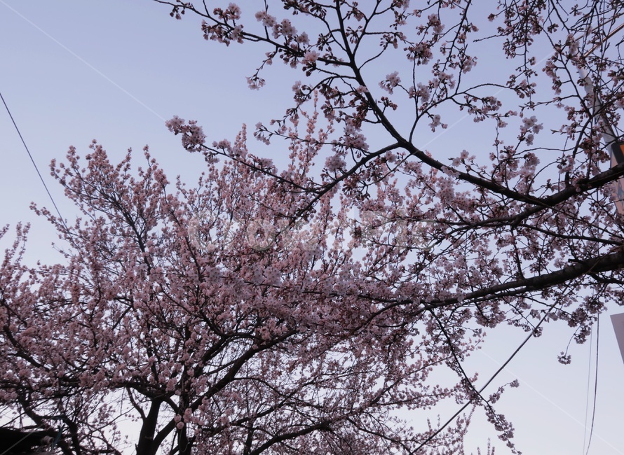 벚꽃,꽃,사쿠라,flower,나무,봄,벚꽃놀이,봄꽃,벚꽃나무,꽃놀이,체리블라썸,봄봄,봄,계절,spring,season,plant,식물,blossom
