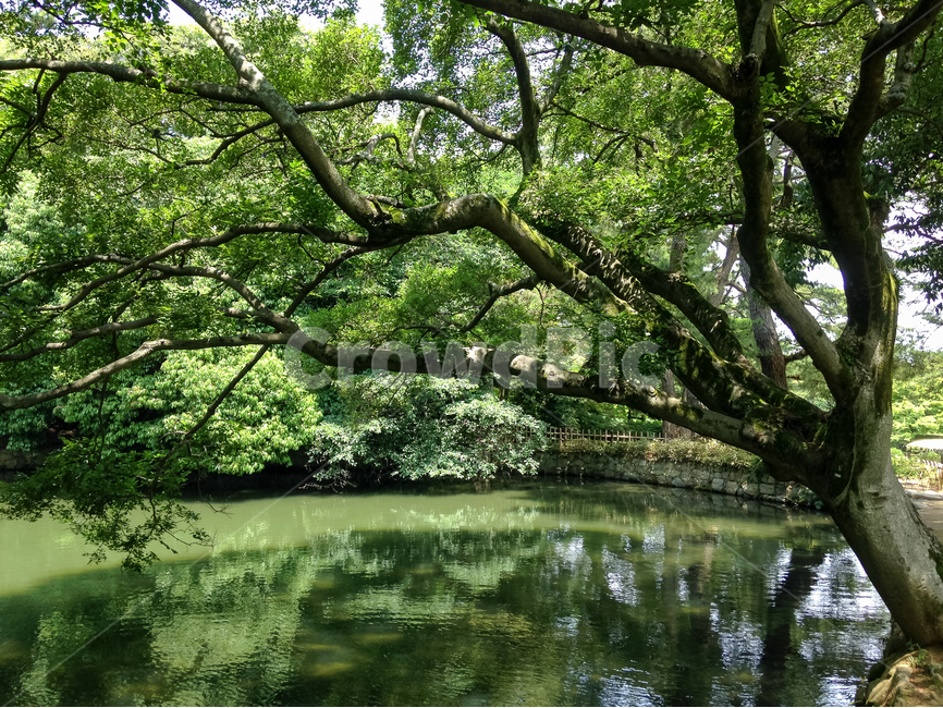 일본,다카마츠,리쓰린공원,공원,야외,연못,나무,자연,식물,물,초목